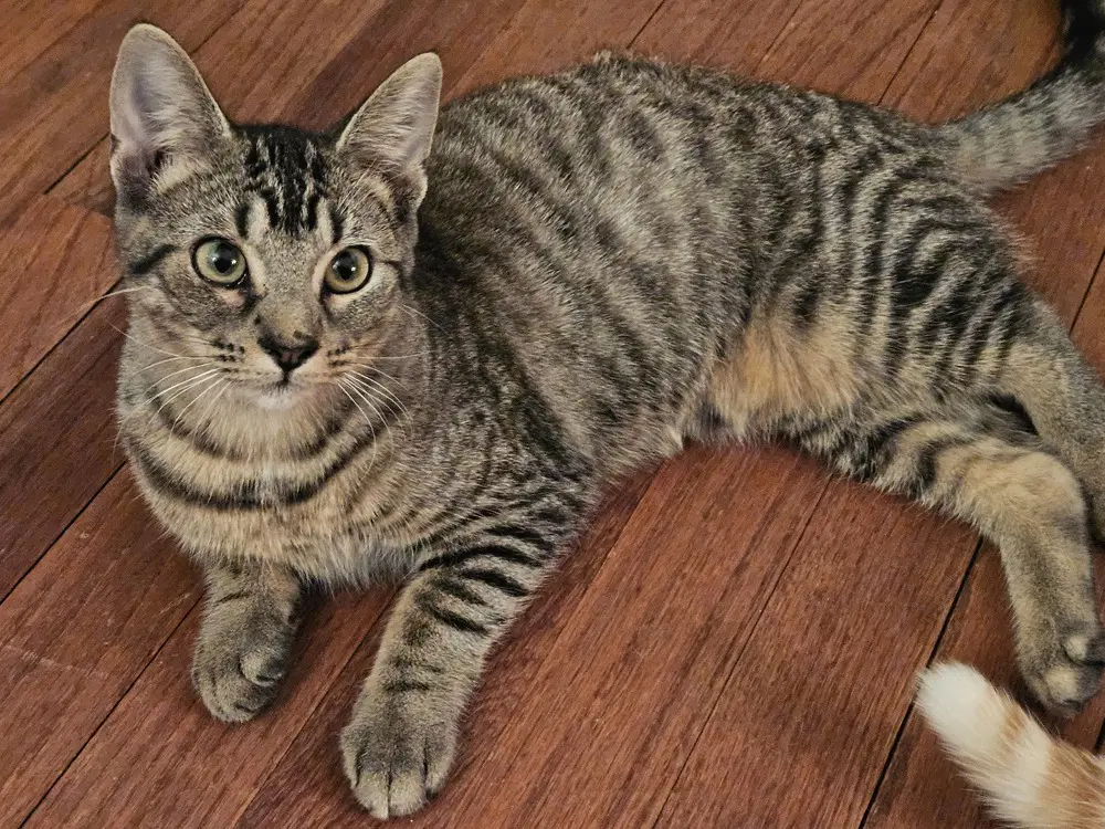 Cinnezac - Domestic Short Hair