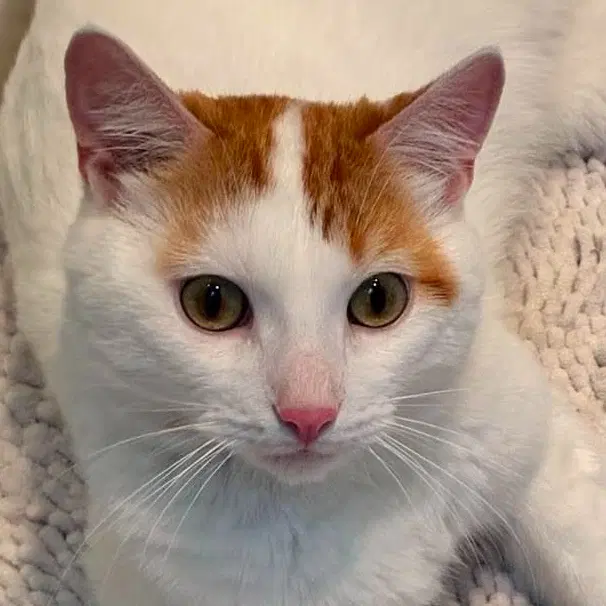 Vito - Domestic Short Hair