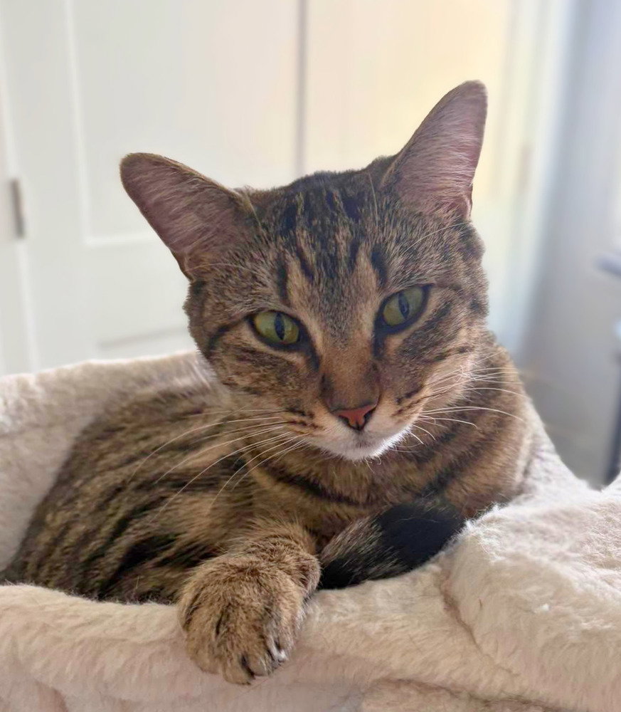 Emmy (AKA Voodoo)