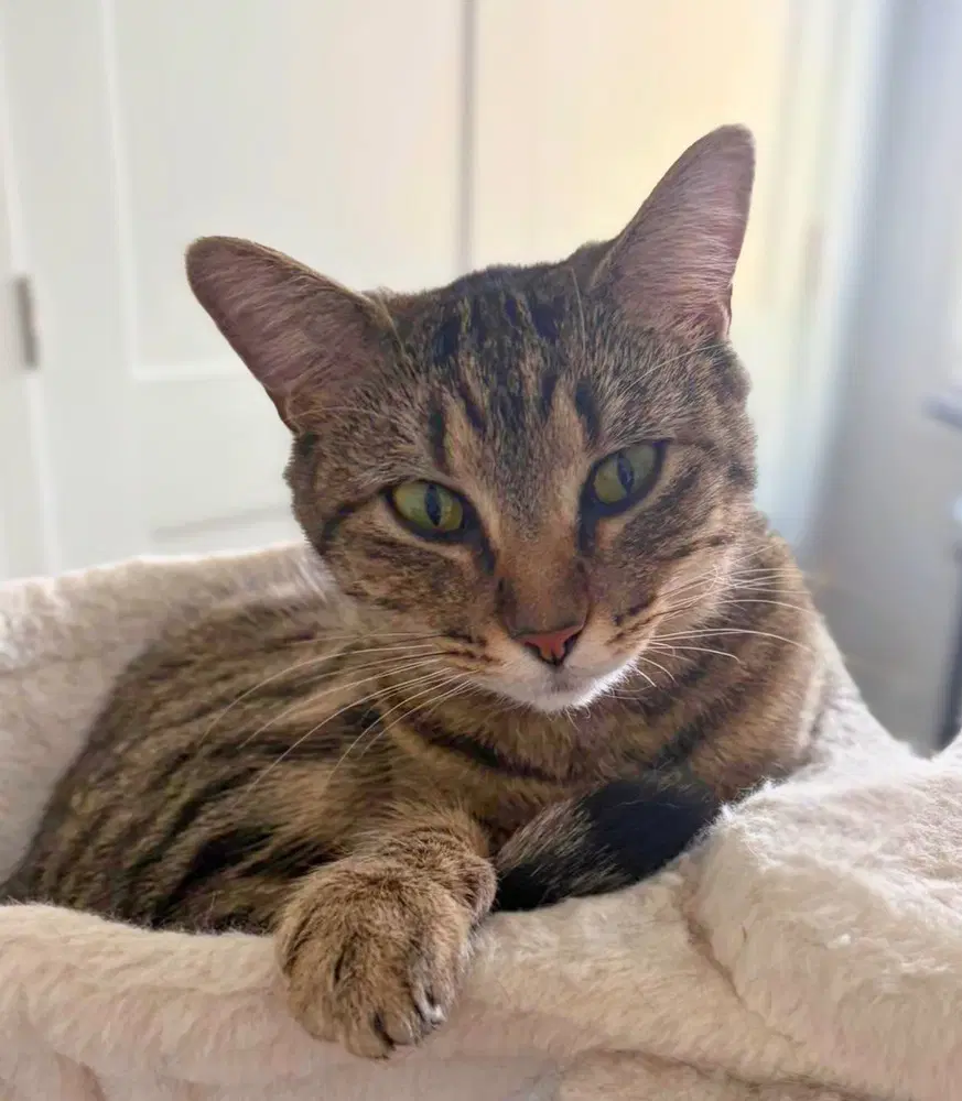 Emmy Aka Voodoo - Domestic Short Hair