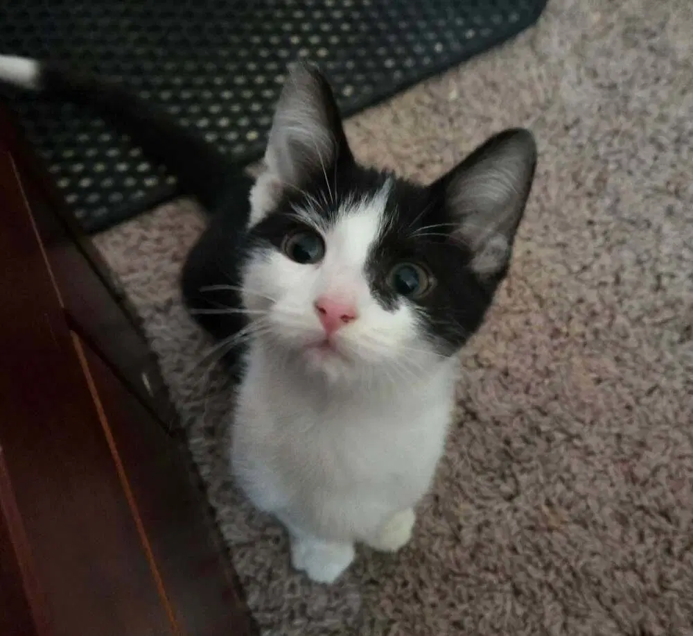 Bolt - Domestic Short Hair