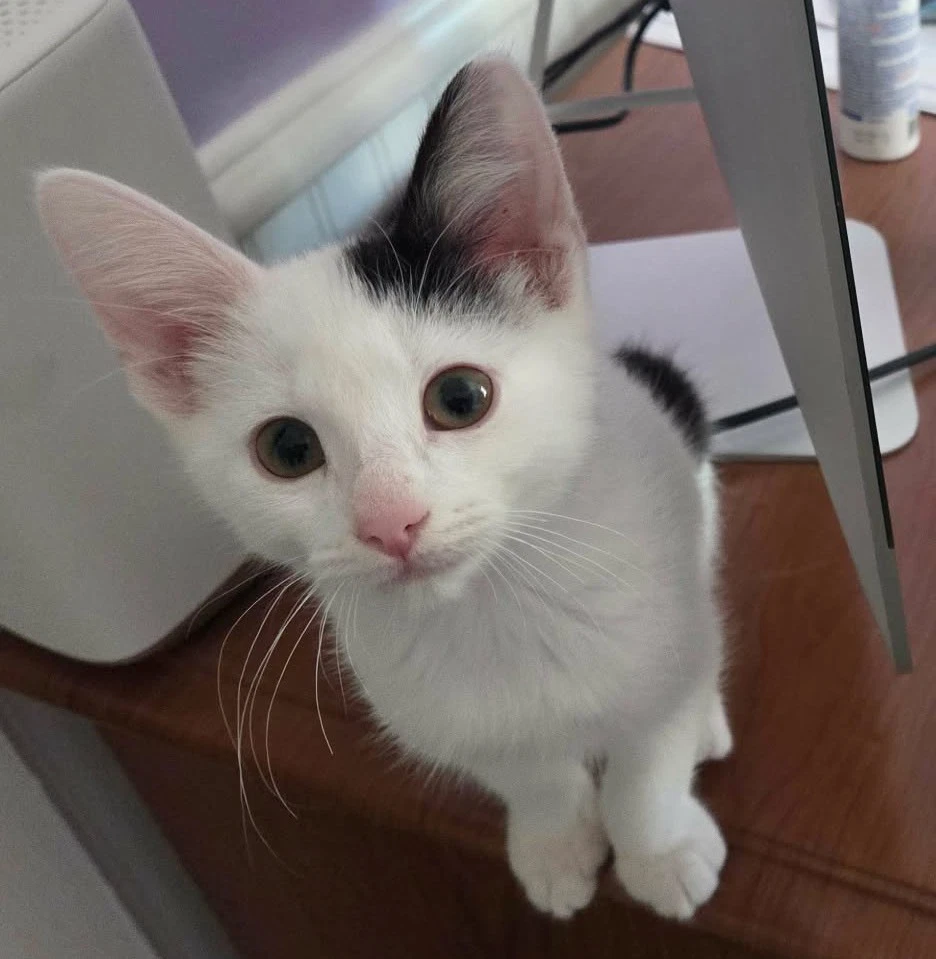 Flurry
