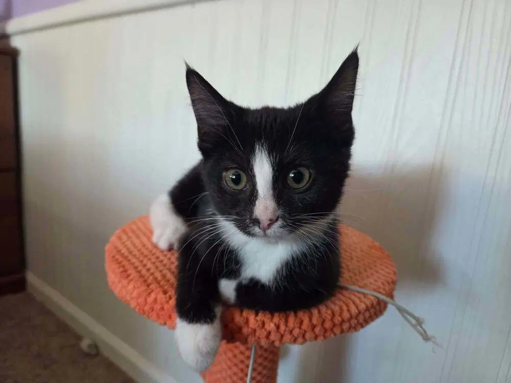 Tempest - Domestic Short Hair