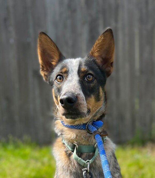 adoptable Dog in San Francisco, CA named Koa