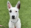 adoptable Dog in San Francisco, CA named Maddy