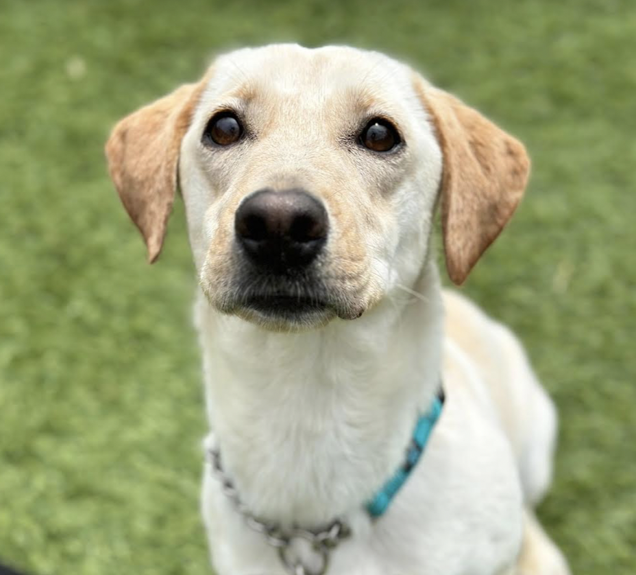 adoptable Dog in San Francisco, CA named Bessie