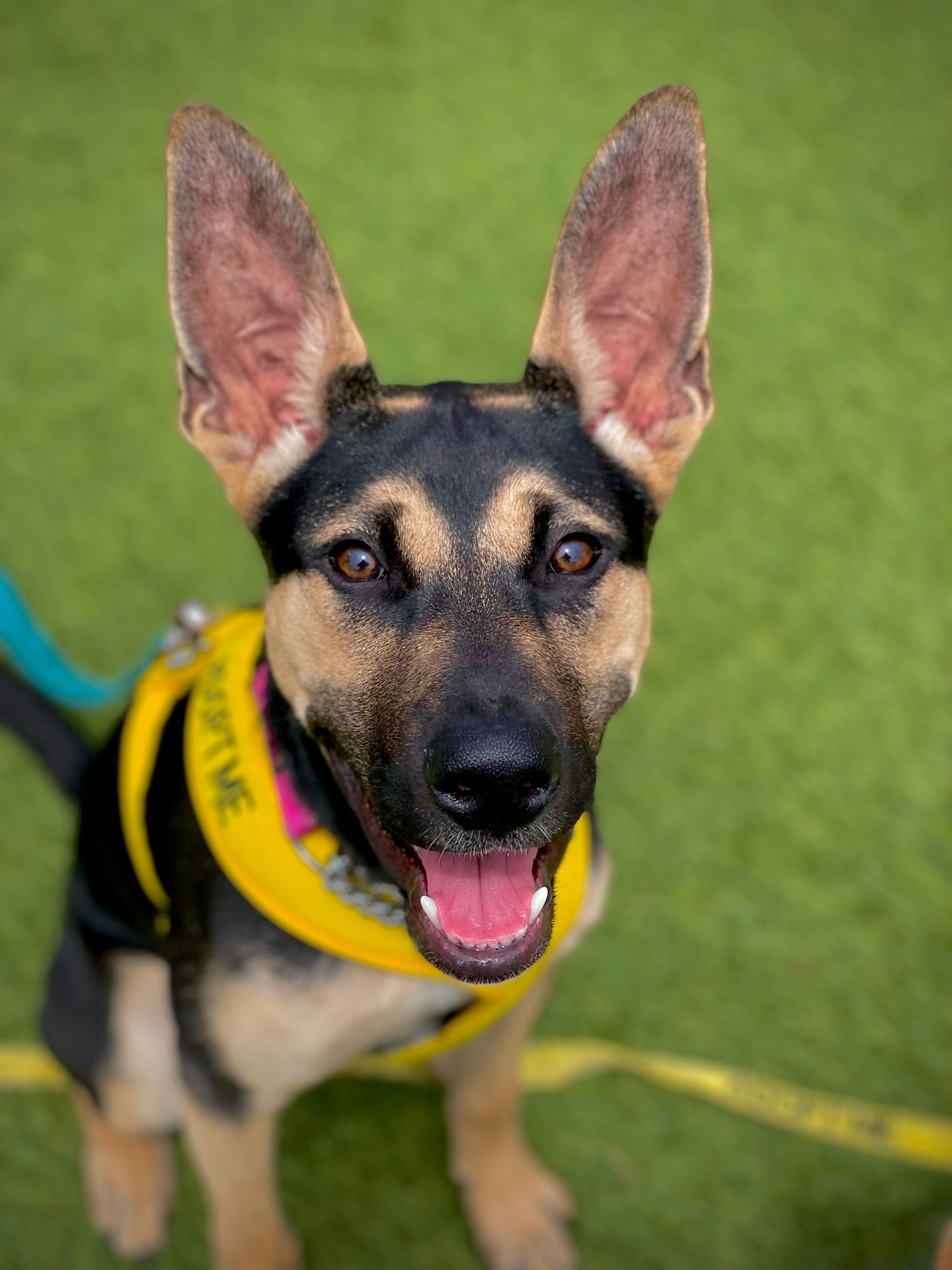 adoptable Dog in San Francisco, CA named Bunny