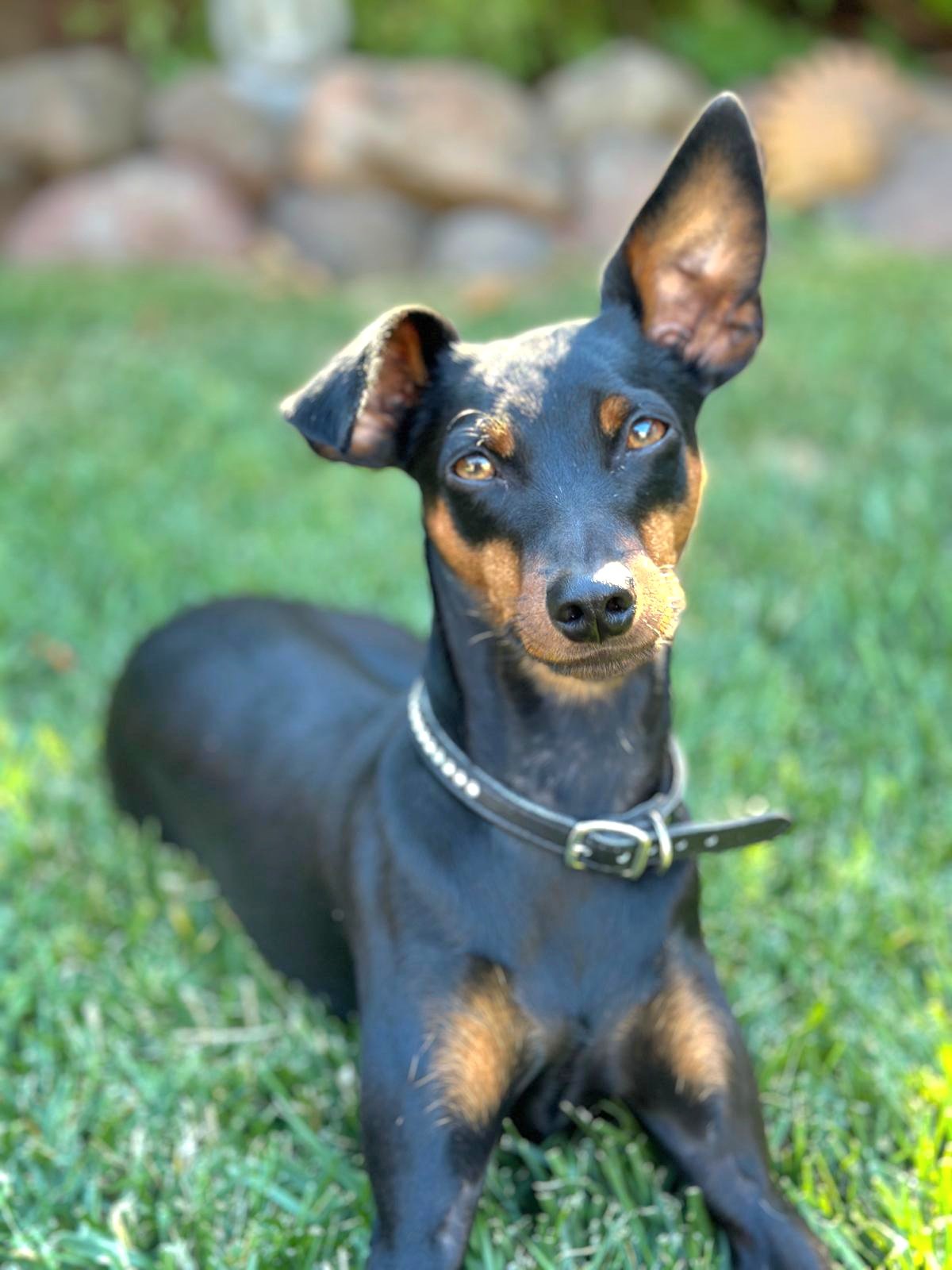 adoptable Dog in San Francisco, CA named Raptor