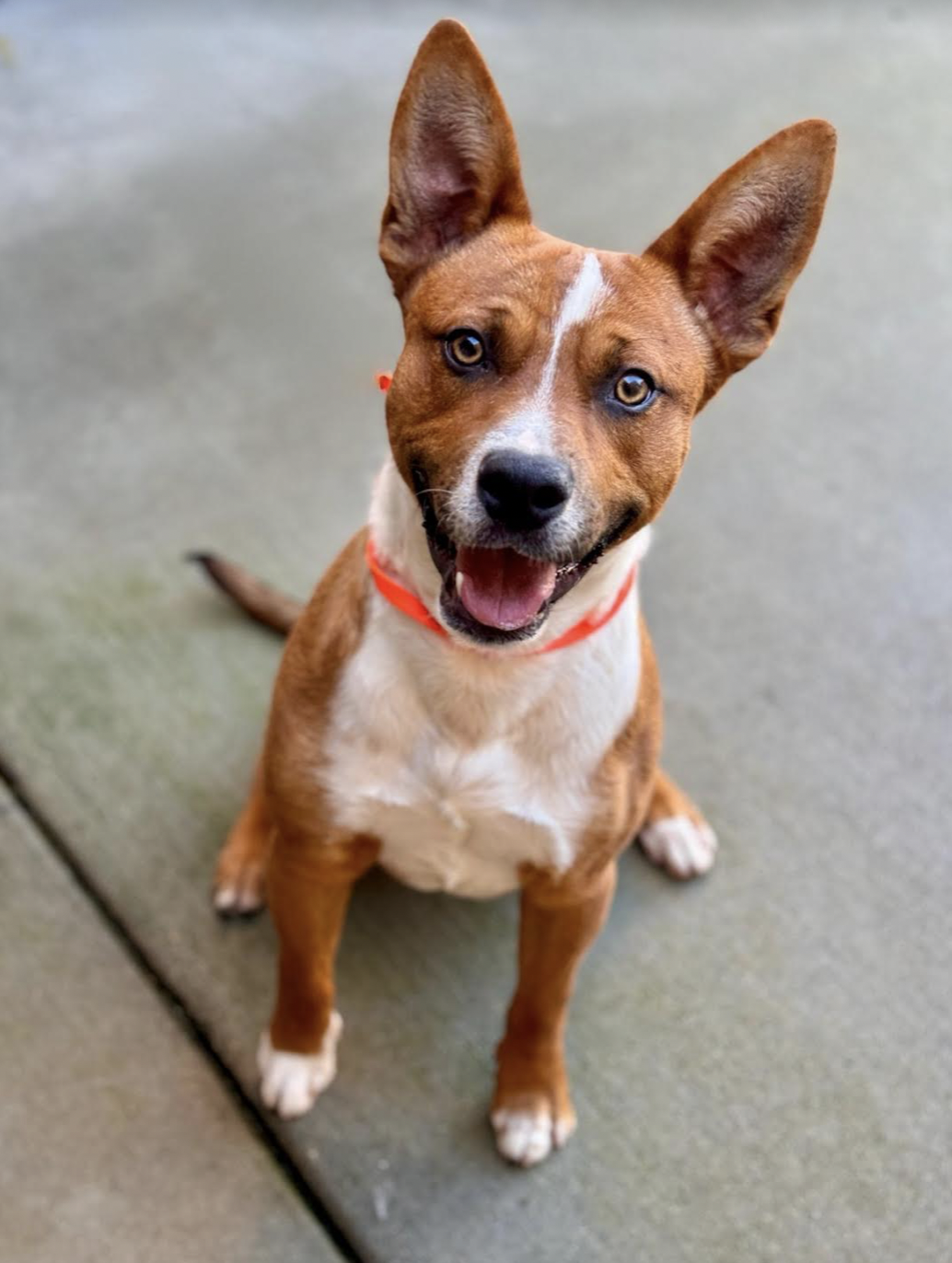 adoptable Dog in San Francisco, CA named Red