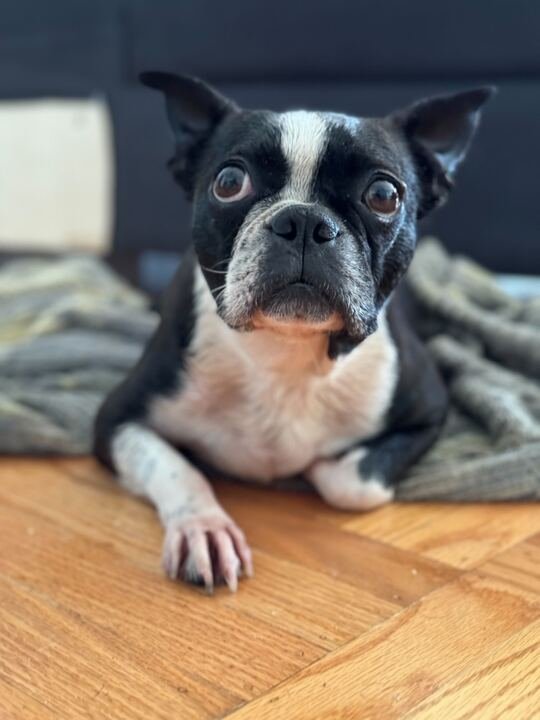 adoptable Dog in San Francisco, CA named Moo