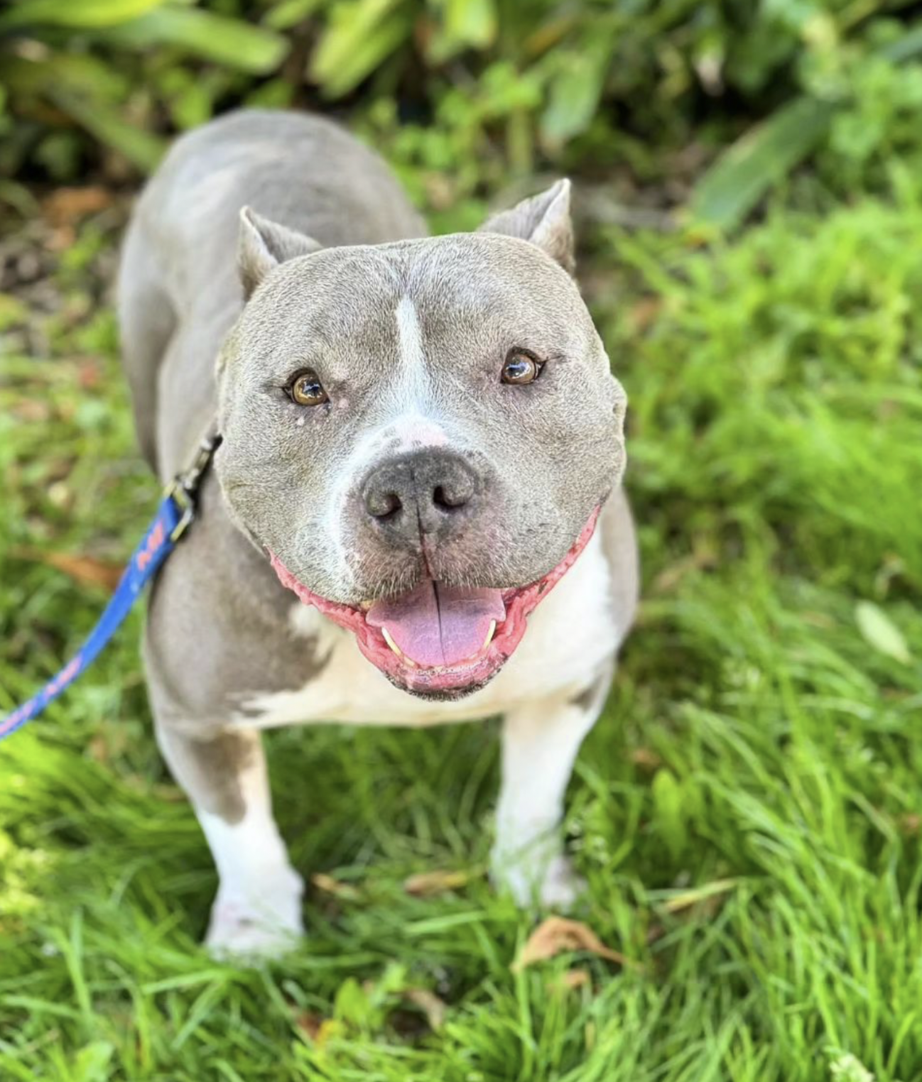 adoptable Dog in San Francisco, CA named Gloria