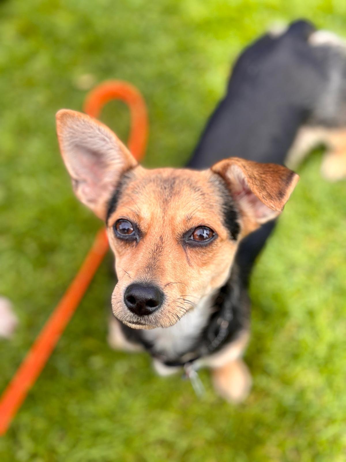 adoptable Dog in San Francisco, CA named Navy