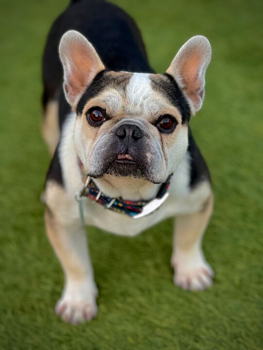 adoptable Dog in San Francisco, CA named Odin