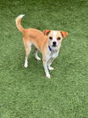 adoptable Dog in San Francisco, CA named Weasel