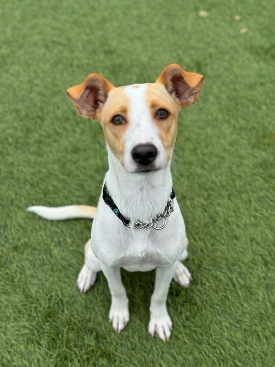 adoptable Dog in San Francisco, CA named Fred