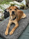 adoptable Dog in San Francisco, CA named Wrigley