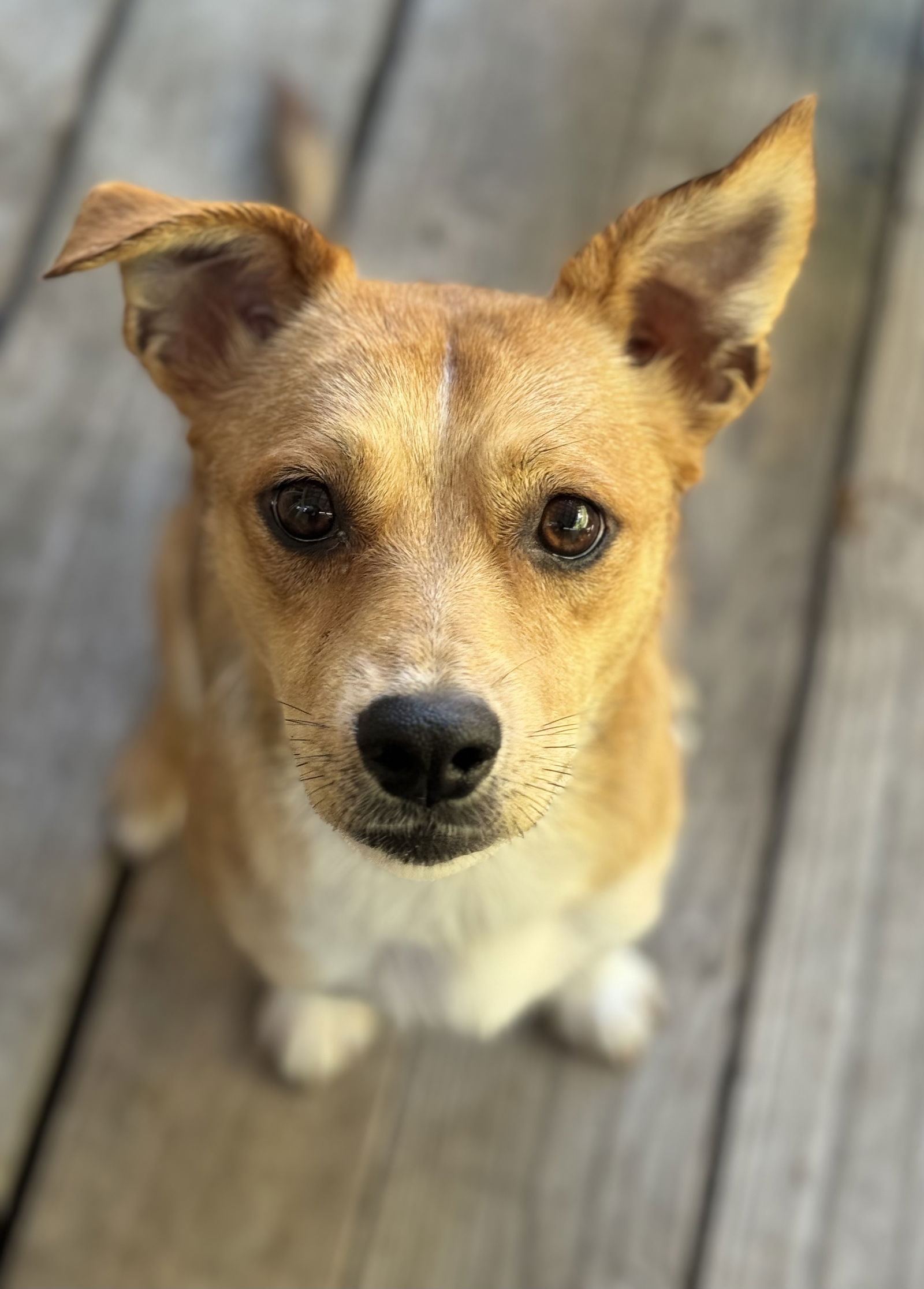 adoptable Dog in San Francisco, CA named Bolt