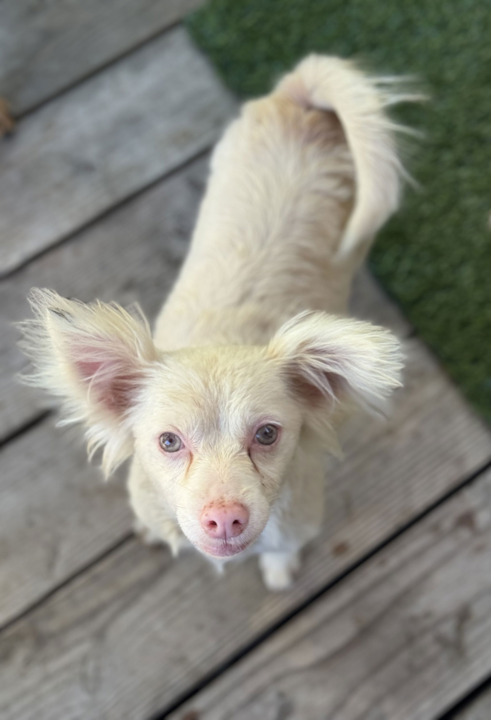 adoptable Dog in San Francisco, CA named Dove