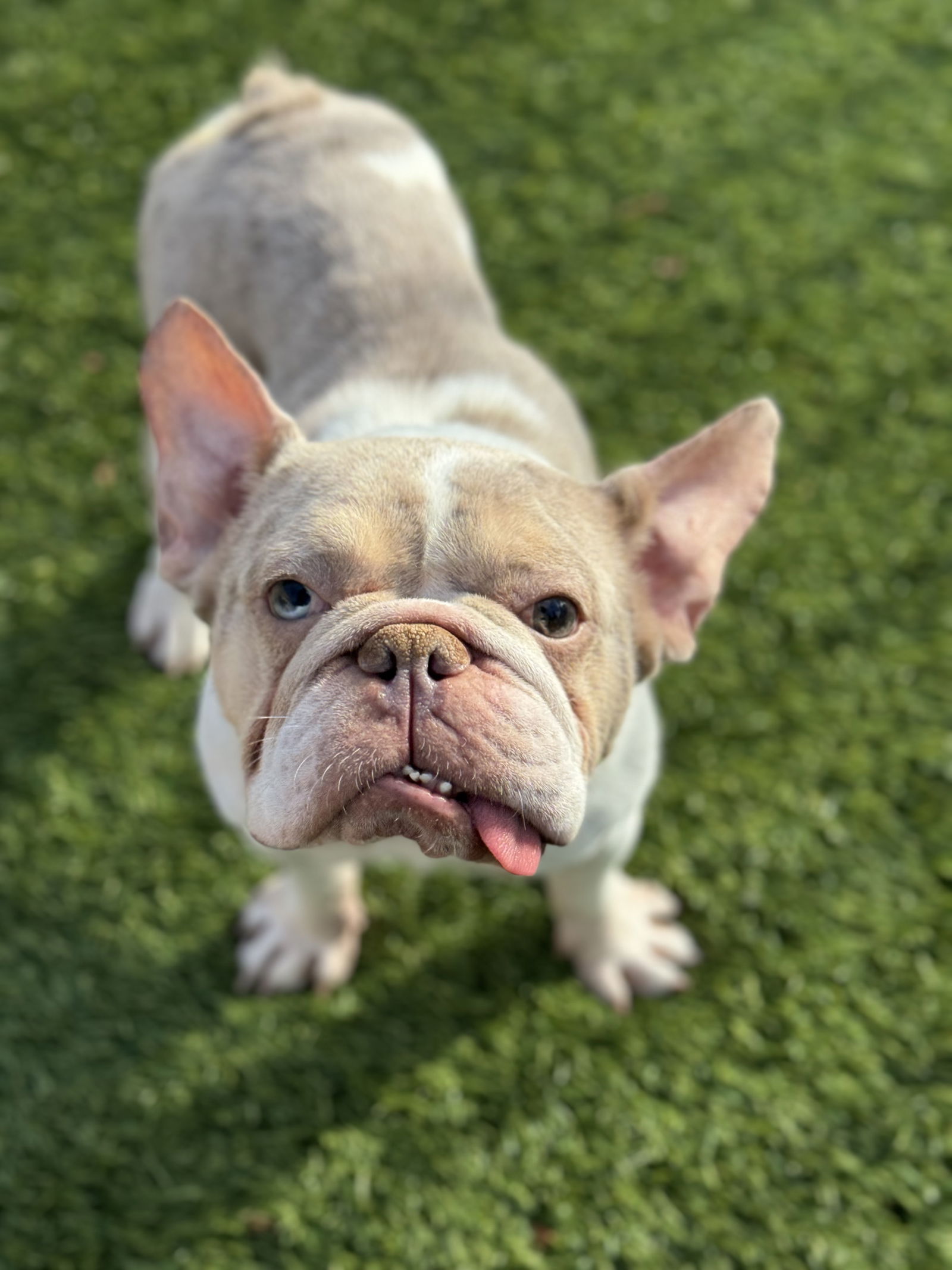 adoptable Dog in San Francisco, CA named Bronn