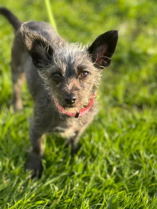 picture of the dog needing adoption