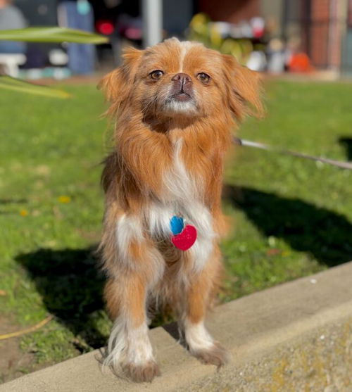 picture of the dog needing adoption