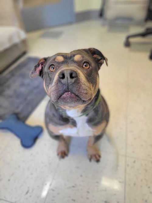 picture of the dog needing adoption
