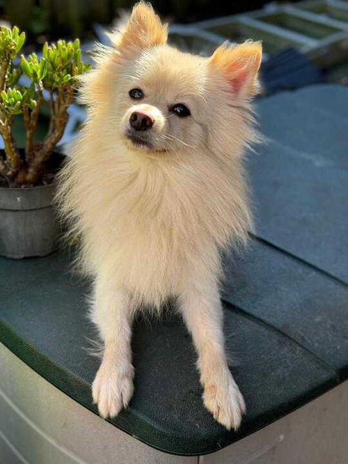 picture of the dog needing adoption