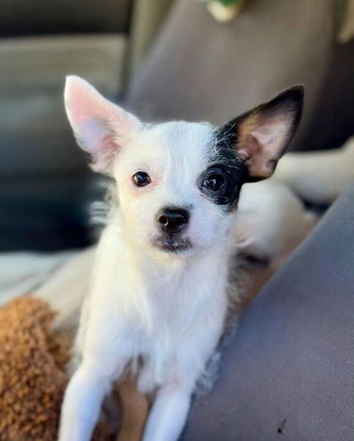 picture of the dog needing adoption
