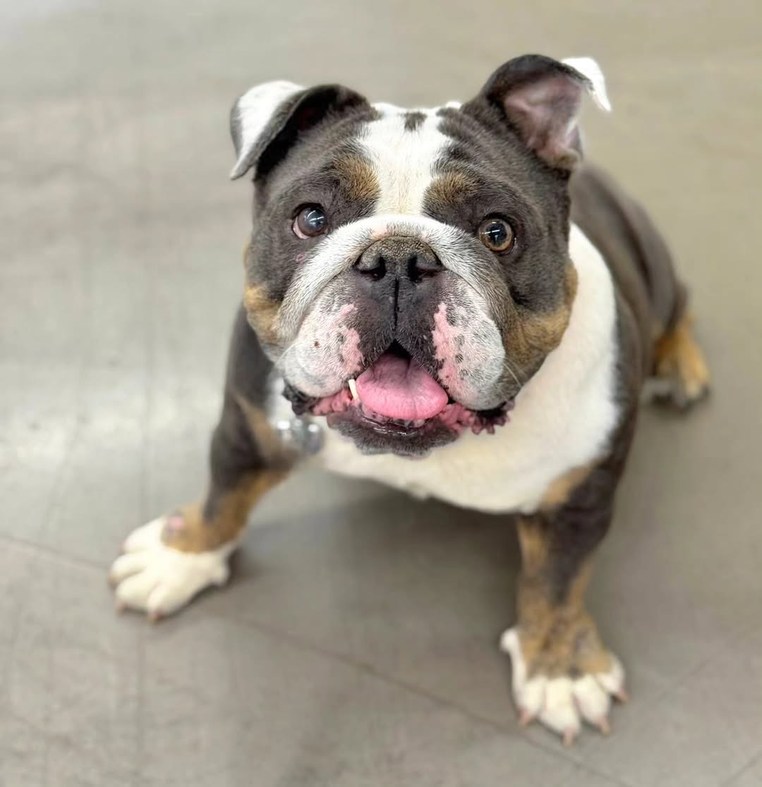 Lola