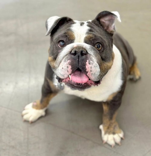 picture of the dog needing adoption