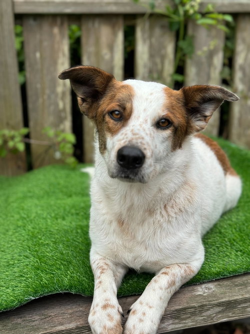 picture of the dog needing adoption