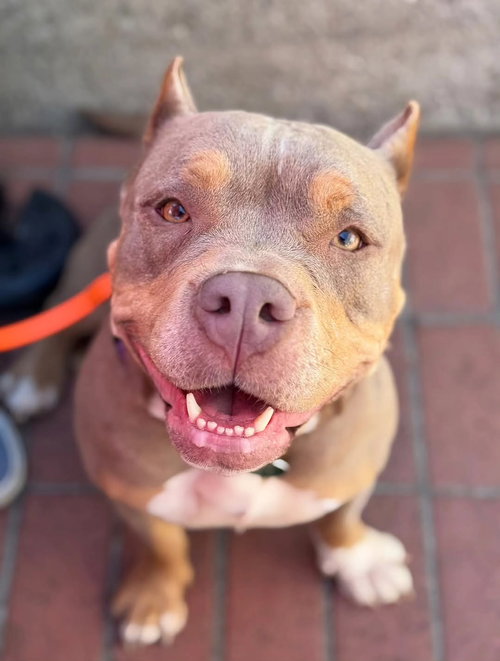 picture of the dog needing adoption