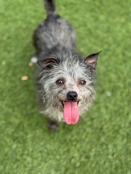 picture of the dog needing adoption