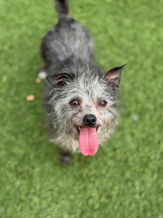 Paco