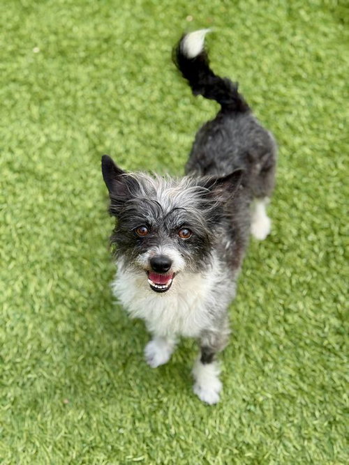 picture of the dog needing adoption