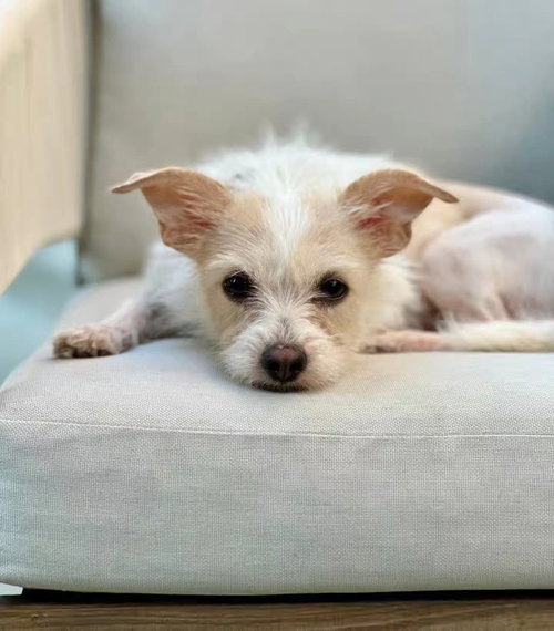 picture of the dog needing adoption