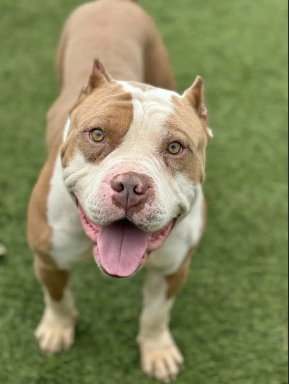 Droopy - Pit Bull Terrier