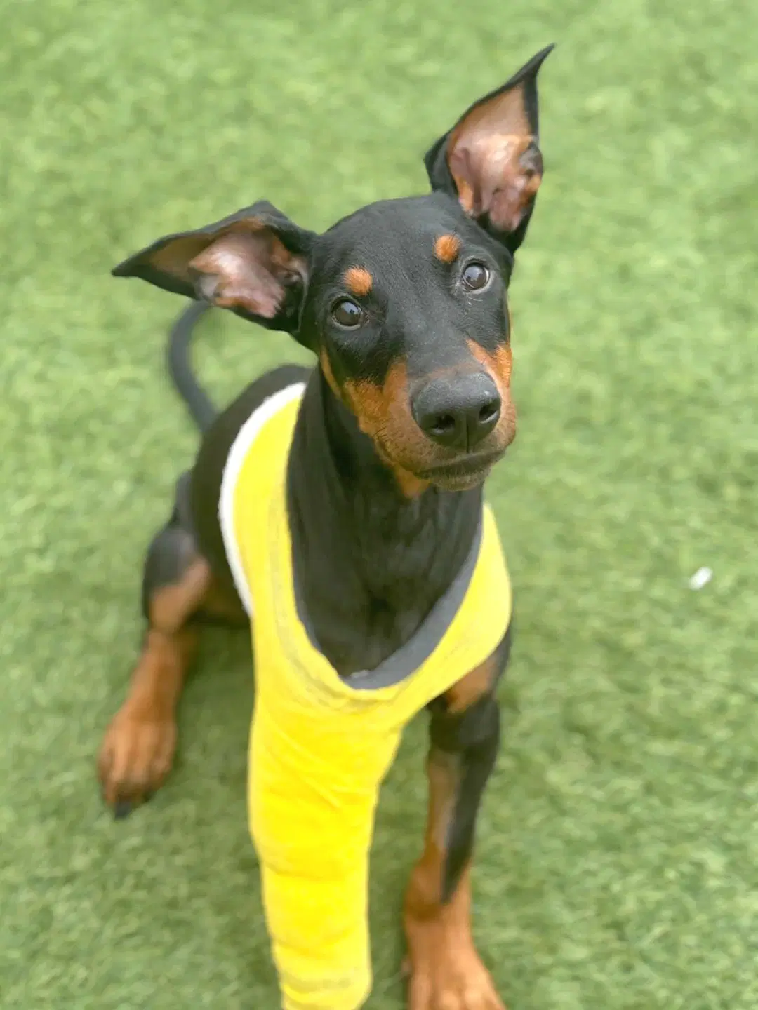 Metro - Doberman Pinscher