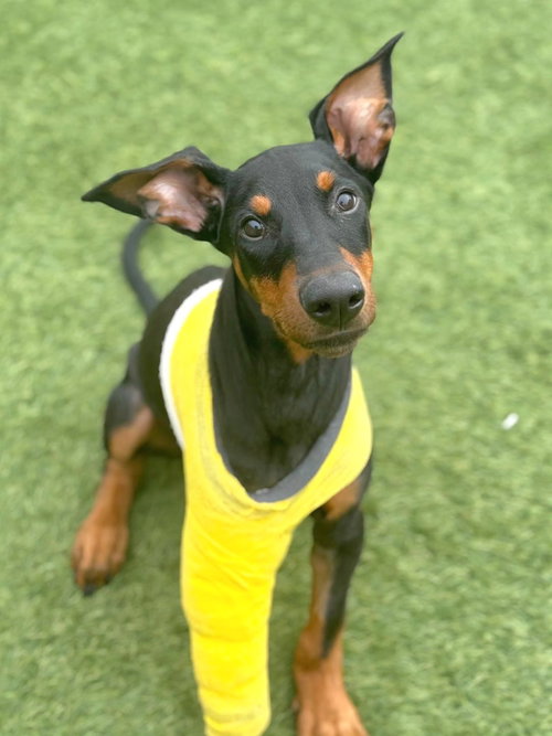 picture of the dog needing adoption