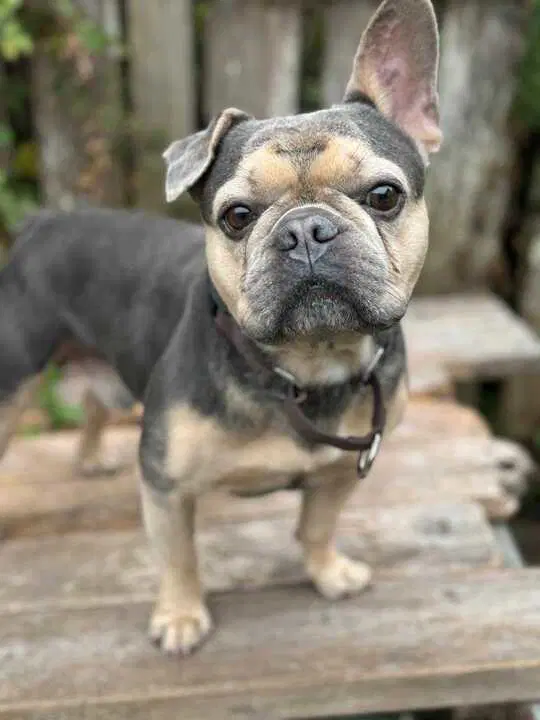 Chapo - French Bulldog
