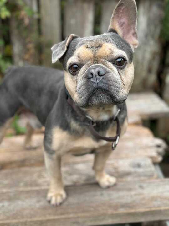 Chapo