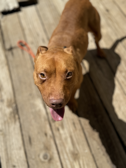 picture of the dog needing adoption
