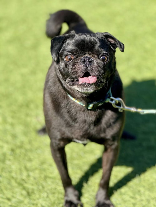 picture of the dog needing adoption
