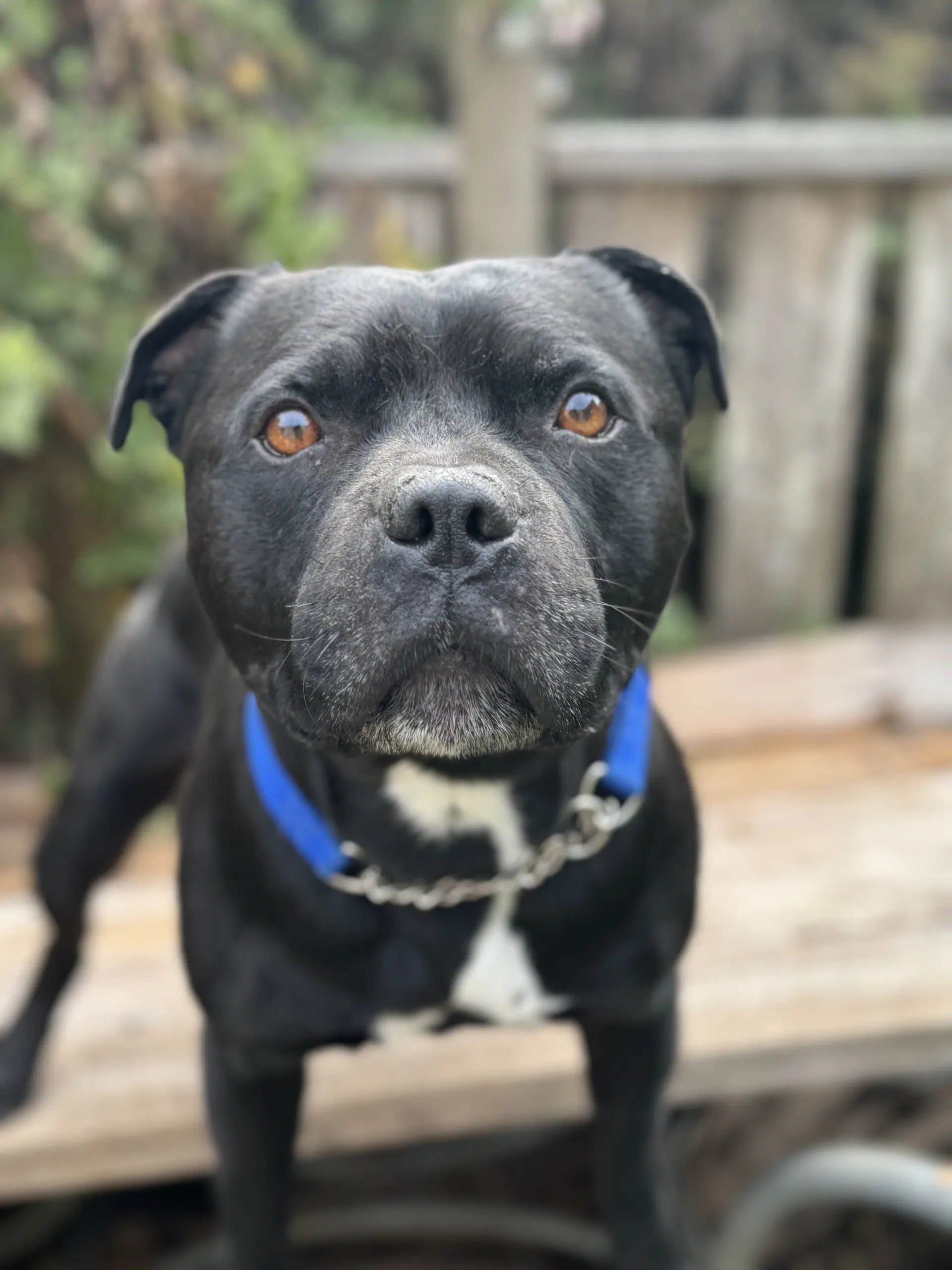 Beau - Staffordshire Bull Terrier