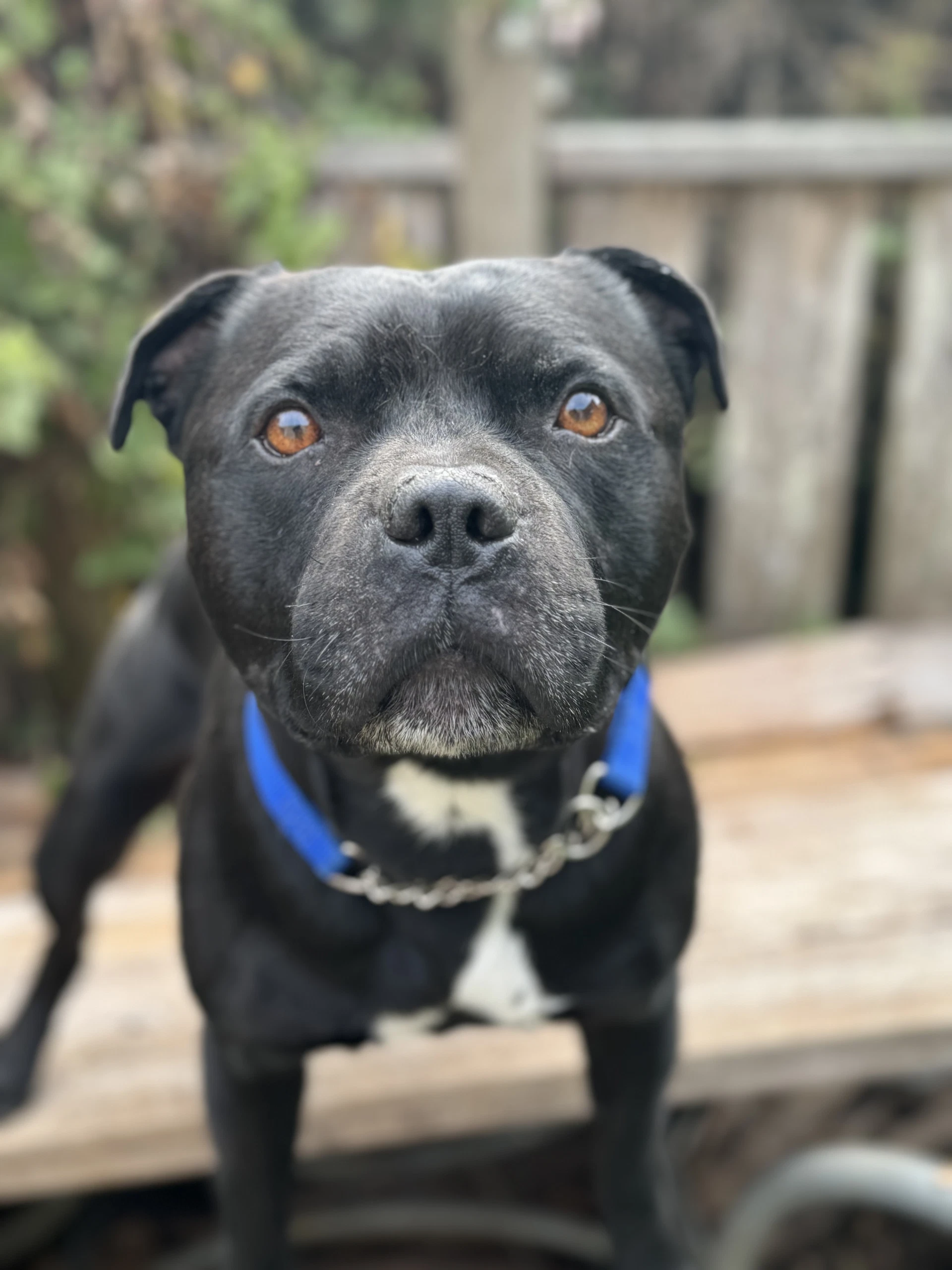 Beau
