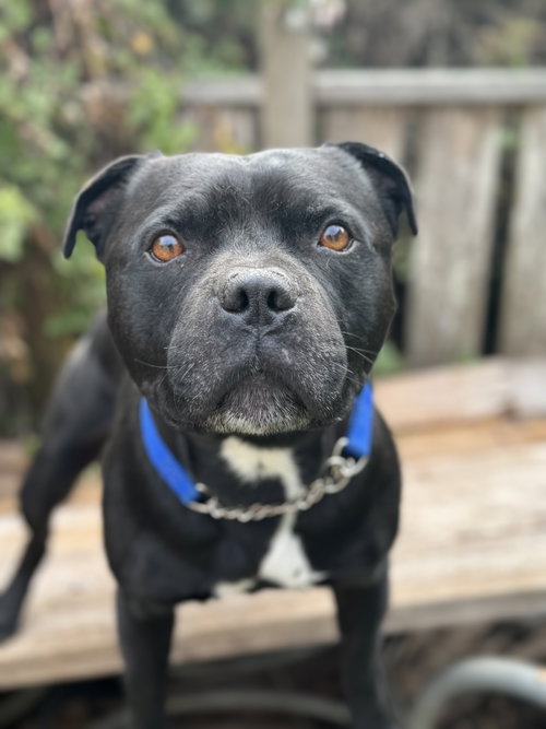 picture of the dog needing adoption