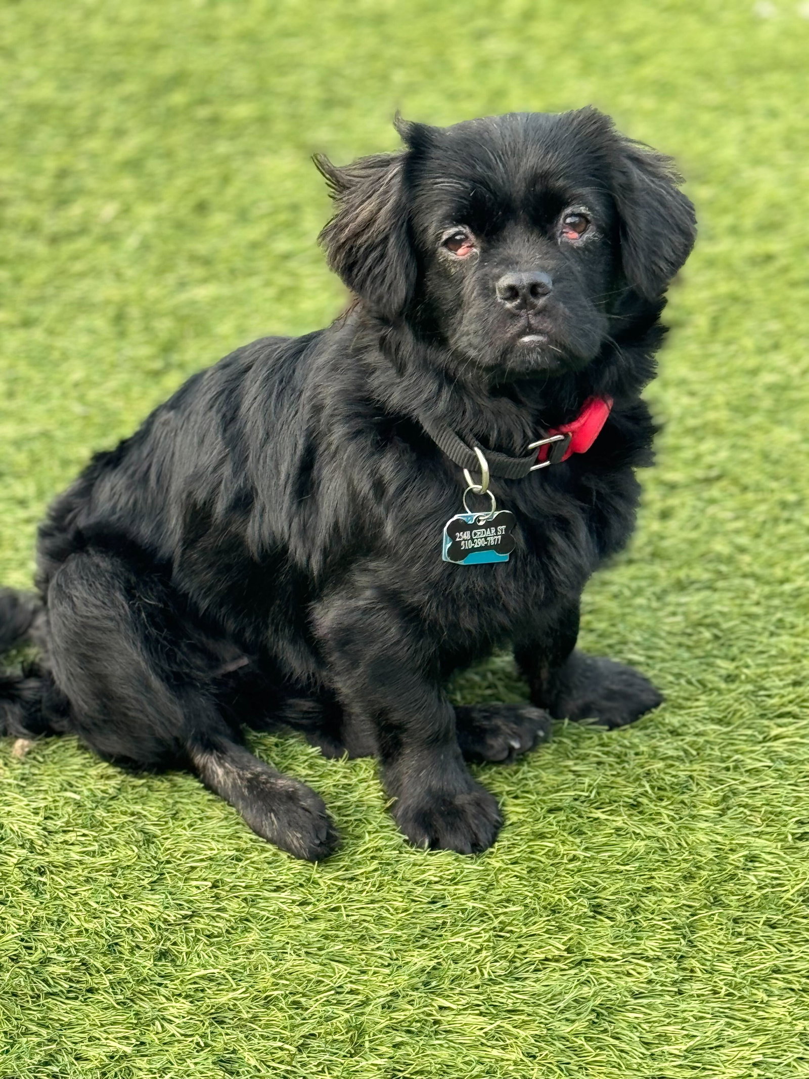 Blacky