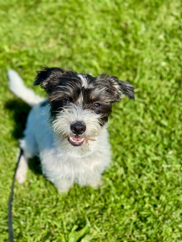 Oreo