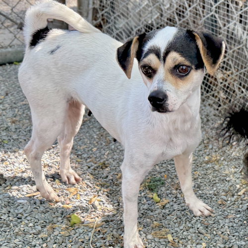 picture of the dog needing adoption