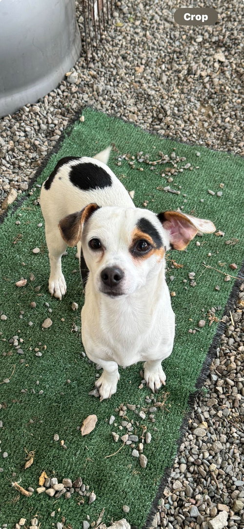picture of the dog needing adoption